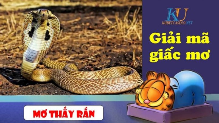 Mơ thấy rắn đánh con gì? Ý nghĩa giấc mơ thấy con rắn thần